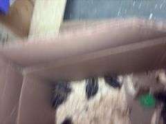 10 Bobwhite Quail - 2 Wks Old w/ Permit