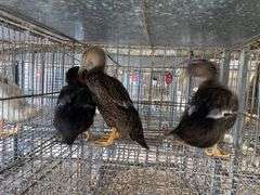 3 Rouen Hen Ducks