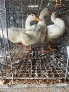 3 Jumbo Pekin Drakes - Show Quality