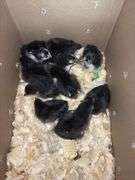 10 Black Australorp Pullets