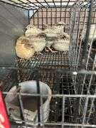 6 Italian Quail - 5 Wks Old