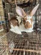 Proven Rex Buck - 2yrs Old