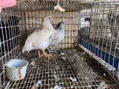 2 Light Brahma Mix Pullets - 7 Wks Old