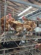 4 Rhode Island Red Hens