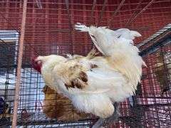 American Bresse Rooster - 1 Yr Old