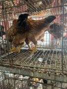 3 Roosters - 2 Bielefelder & 1 Ameraucana Mix