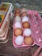2 Doz Mixed Eating Eggs