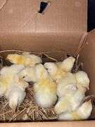 10 Cornish Cross Chicks