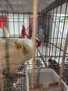 1 Rooster - 10 Months Old
