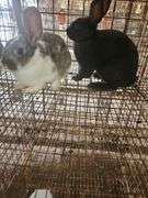 2 Rabbits