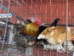 Pair Cochins