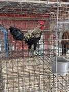 Modern Game Rooster