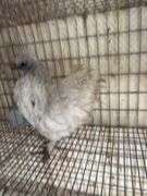 3 Mille Fluer D'uccle Pullets - 3 Months Old