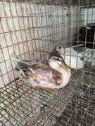 Young Call Duck