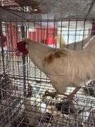 1 Rooster - 10 Months Old