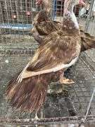 Pair of Muscovy Ducks - 1 Has Blood On Wings