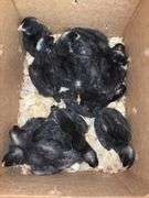 11 Diamond Dutchess Pullets