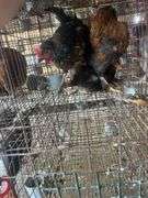 3 Young Barnyard Mix Chickens