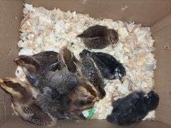 10 Oliver Egger & Wyandotte Pullets