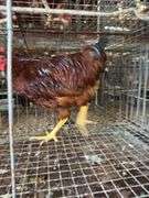 Rhode Island Red Rooster
