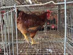Rhode Island Red Rooster