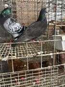 Pair Homing Pigeons