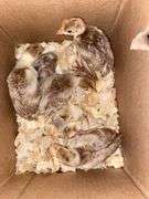 5 Bourbon Red Turkey Poults
