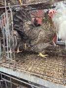 3 Cream Legbar Hens & 1 White Legbar Rooster