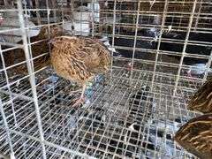 3 Jumbo Wilds Quail - 8wks Old