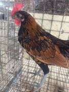 Seabright Rooster