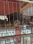 Barred Rock Rooster