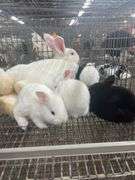 New Zealand Doe w/ 6 Bunnies - Selling As A Family