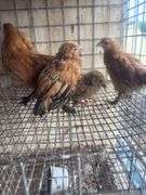 5 Mille Fluer Pullets - 3 Months Old