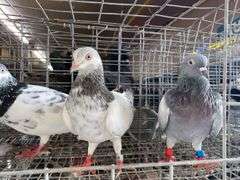 3 Tippler Pigeons