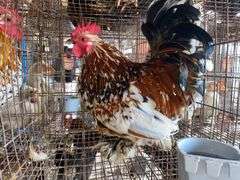 Mille Fluer Duccle Rooster