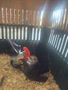 Breeding Pair Gray Japanese Chickens w/ Cage