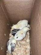 5 Barnyard Brahama Cross Chicks