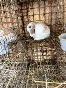 Holland Lop Bunny