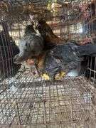 2 Young Barnyard Mix Chickens