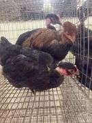 3 Turkens