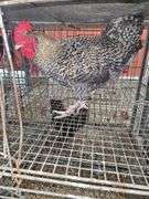 Barnyard Rooster