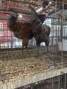 2 Easter Egger Roosters