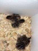 4 French Pearl & Pied Guinea Keets