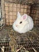 White Lionhead Doe - Exposed to Lionhead Buck