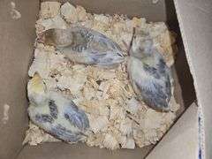 3 Turkey Poults