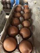 3 Doz Brown Pullet Eating Eggs