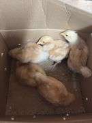 5 Buff Orpington Chick Pullets