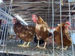 3 Rhode Island Red Hens