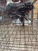 Silver Duckwing Layer Hen - 7wks Old - Has A Hurt Leg
