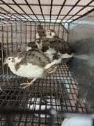 5 Tuxedo Coturnix Quail - 5 Wks Old